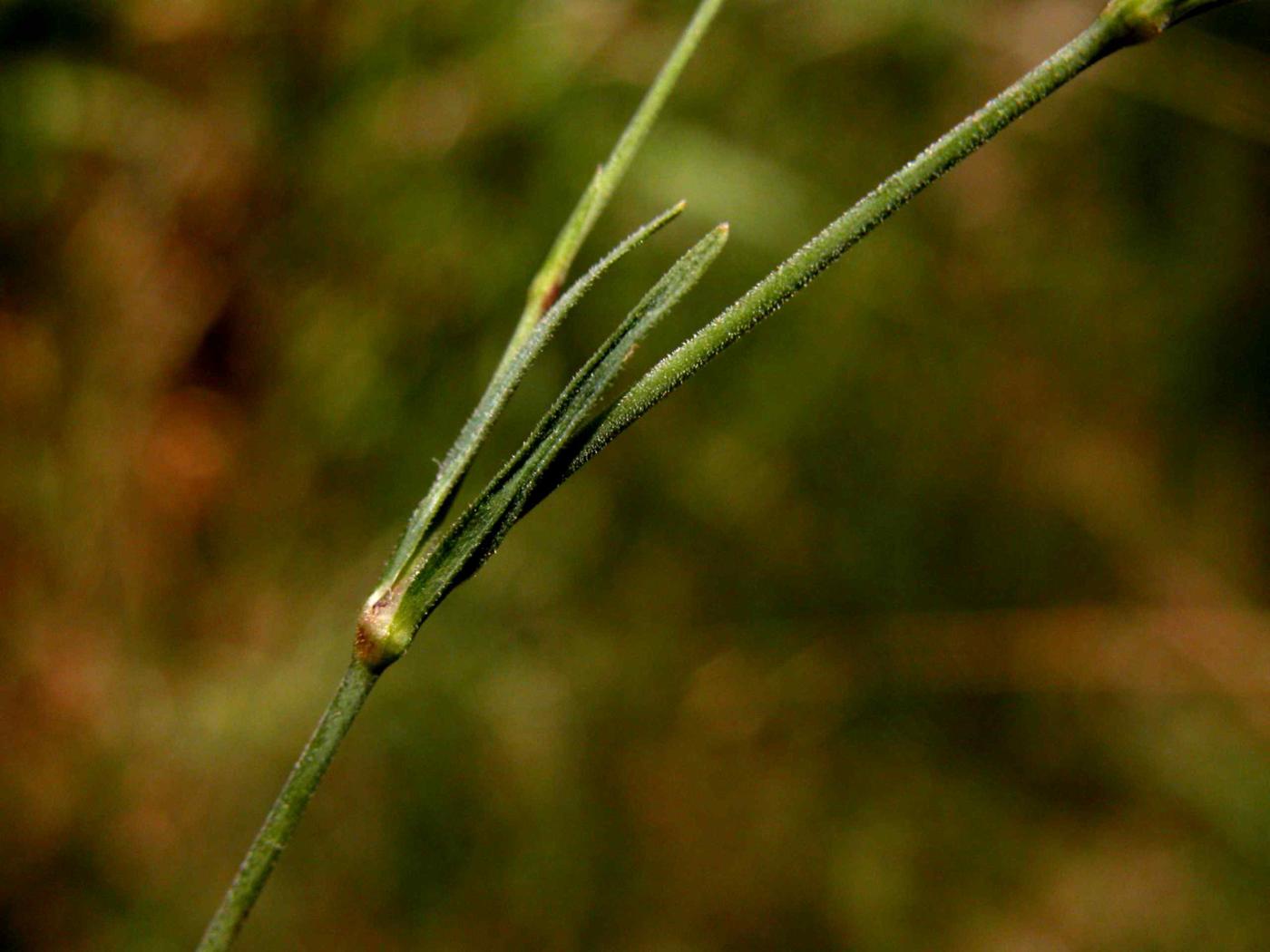 Pink, Maiden leaf